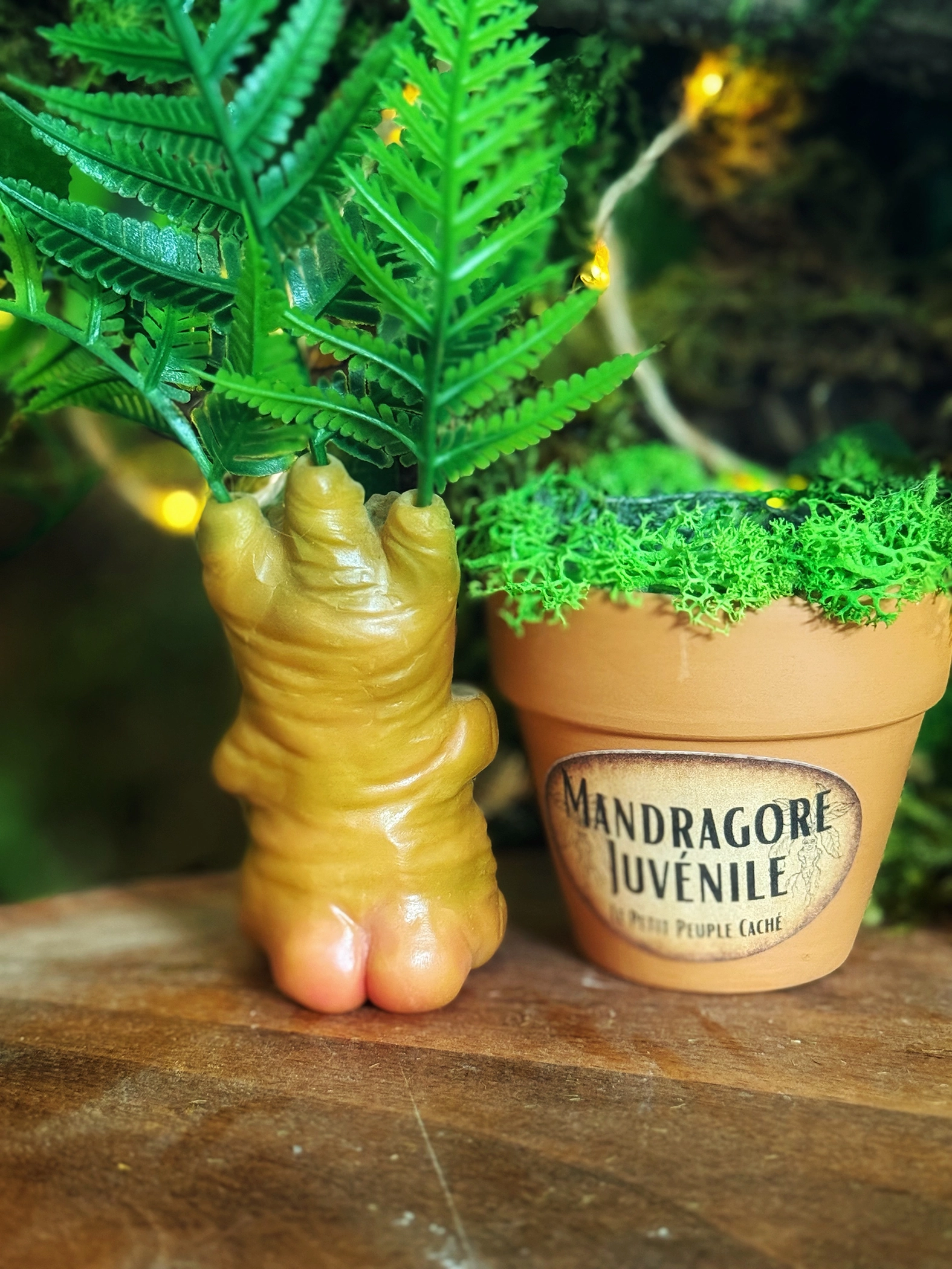 Mandragore Juvénile - Grumpy