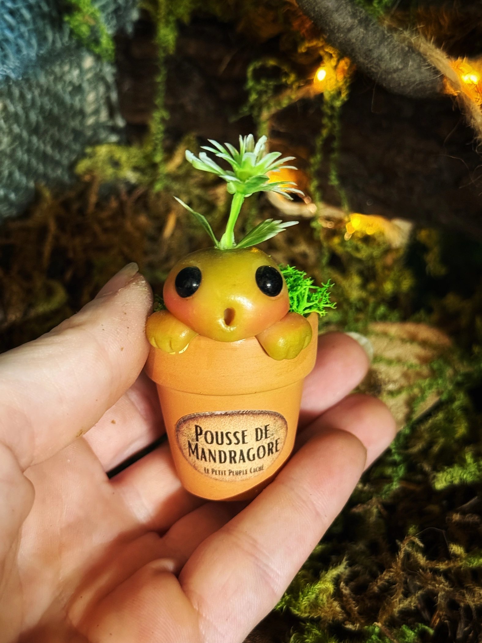 Pousse de Mandragore