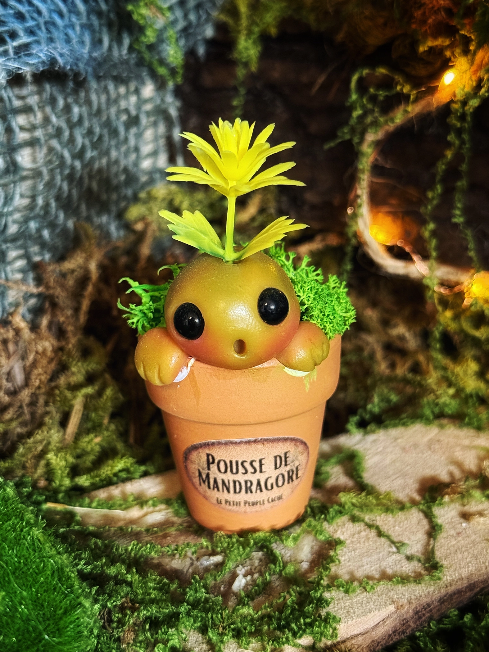 Pousse de Mandragore